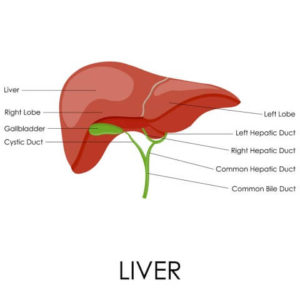 liver disease, liver pictures